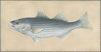 ©2023 Laszlo Kubinyi Illustration Studio | Hand Drawn Illustrations